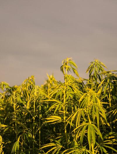 cultivo de cáñamo