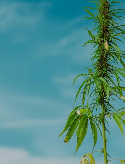 planta de cáñamo
