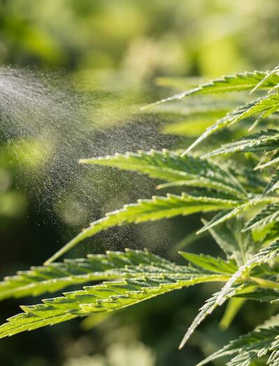planta de cannabis siendo pulverizada