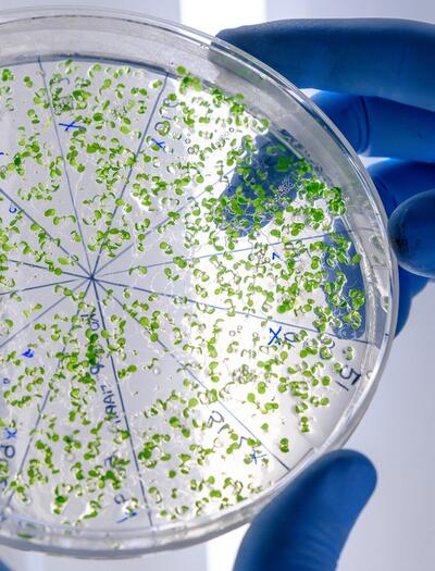 Por qué y cómo hongos y bacterias mejoran el cultivo cannábico. Foto: Freepik.