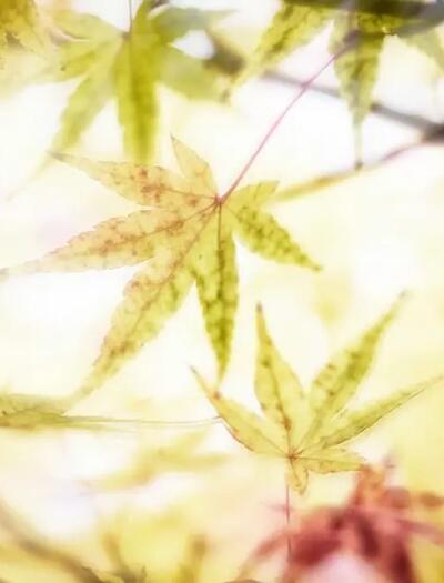 Man sollte Cannabis bei extremer Hitze nicht mit Alkohol zu kombinieren. Alkohol wirkt harntreibend und dehydrierend.