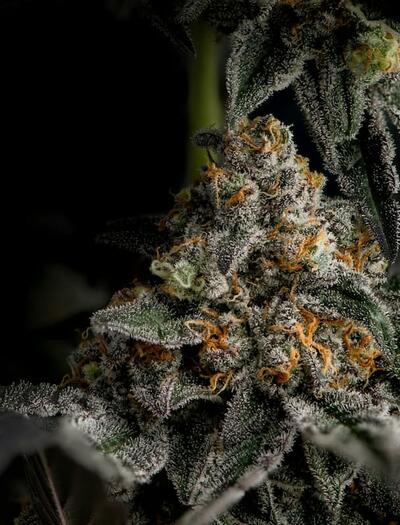 Hone your skills into how to identify bud flattening, track trichome maturation, and time your cannabis harvest perfectly for maximum potency and yields.