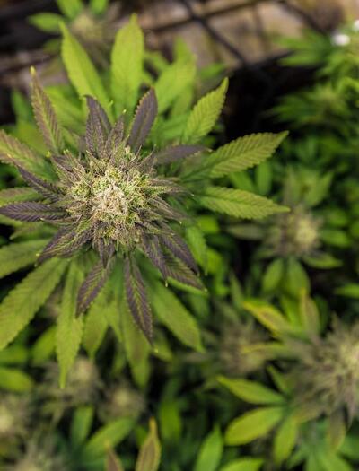 Close-up of a flowering cannabis plant cultivated for cannabinoid research and medical cannabis production.