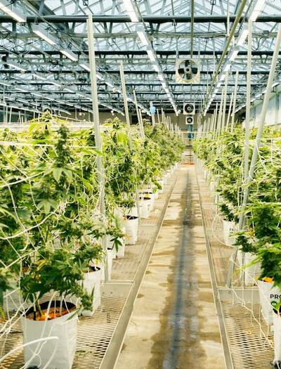 Could former cannabis grow sites become data centers? Read more why developers are eyeing these properties and the challenges surrounding their reuse. 