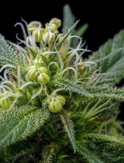 cannabis hermafrodita