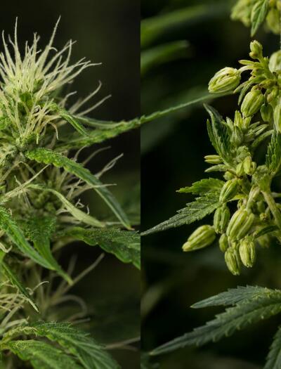 cannabis hembra y macho
