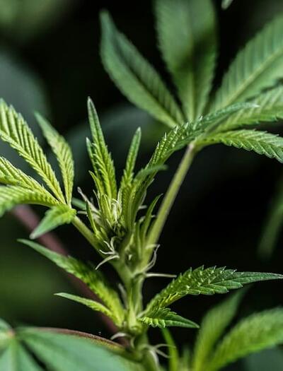 Researchers discovered rare compounds in cannabis leaves, such as flavoalkaloids with potential medical applications, challenging how cannabis waste is viewed.