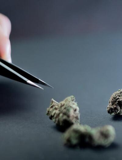 A groundbreaking UC San Diego study reveals that cannabis is the most commonly microdosed substance in the US, drastically outperforming psilocybin and LSD.