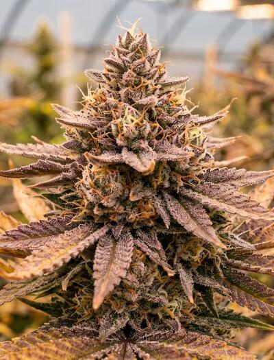 planta de cannabis 