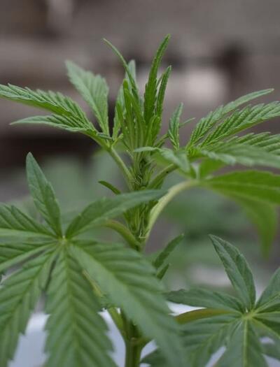 Spot male cannabis plants early and master pre-flowering transition. Explore practical scouting tips, hormonal controls, and stress prevention methods. 
