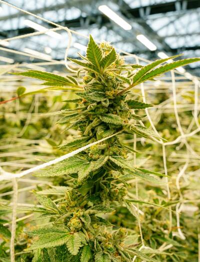 cannabis