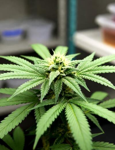Planta de cannabis medicinal en entorno de investigación clínica