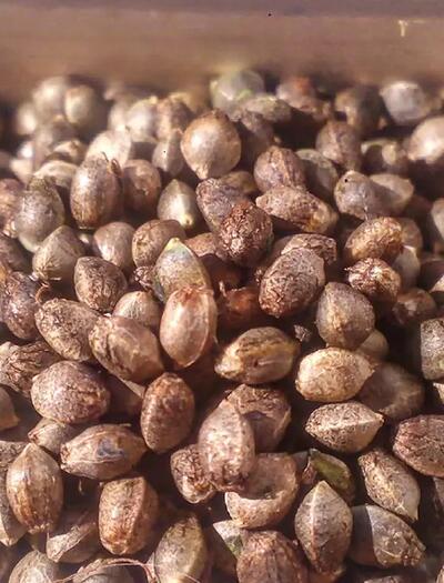 Cannabissamen zu Hause selber züchten: Der Praxis-Guide für die Samenernte