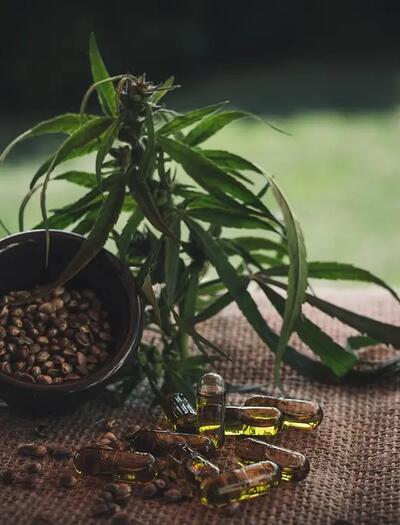 CBD-Moleküle interagieren mit dem Endocannabinoid-System, einem Netzwerk, das die Immunfunktion und das Schmerzempfinden reguliert.