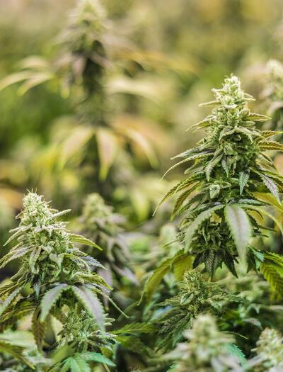 Cannabis light: stop arresti a vista, servono prove scientifiche