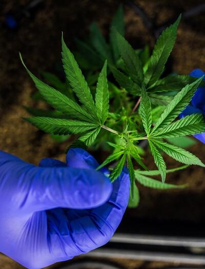 Mother Plant 101: importanza e cura delle madri di cannabis