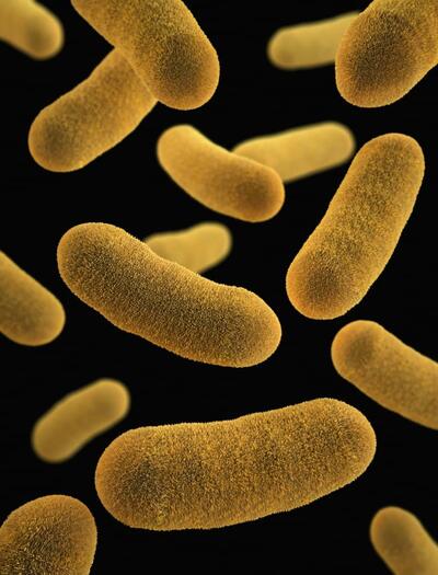 Representación visual de bacterias Gram-negativas resistentes (superbacterias) que pueden ser combatidas eficazmente mediante la sinergia de CBD y colistina descubierta recientemente