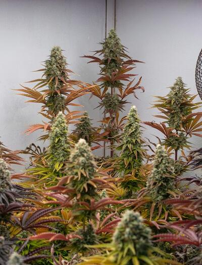 Monitoreo diario de temperatura y humedad en cultivo de interior de marihuana.