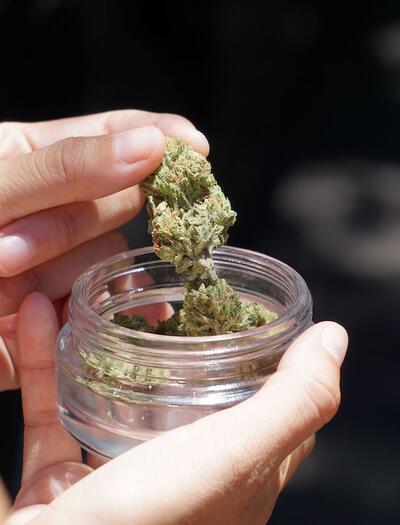 Crecimiento de los clubes de cannabis en Chile: 294 en 10 años
