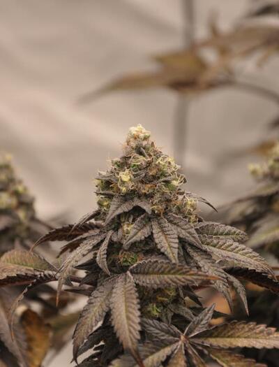 Cogollos de marihuana en floración cultivados en maceta con sustrato comercial rico en nutrientes