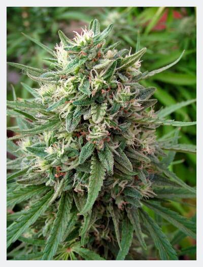Flor de marihuana resinosa cultivada con sustrato enriquecido con abono bokashi