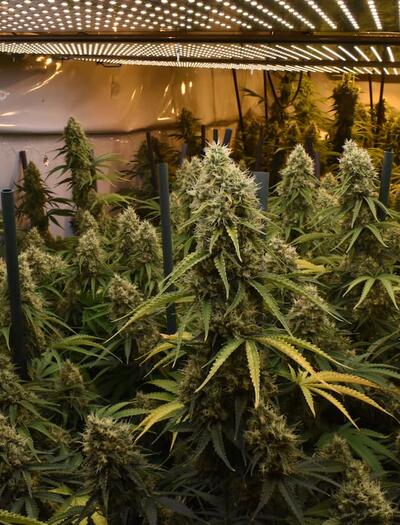 Armario de marihuana en floración