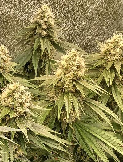 Dealing With Cold Temperatures This Winter and How to Keep Your Grow Rooms Warm