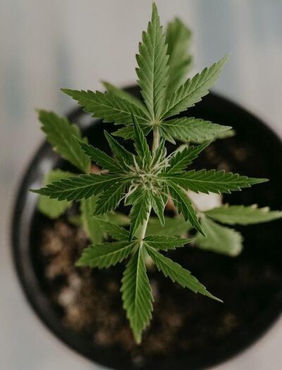 ¿Cómo conseguir una raíz feliz con marihuana en macetas?
