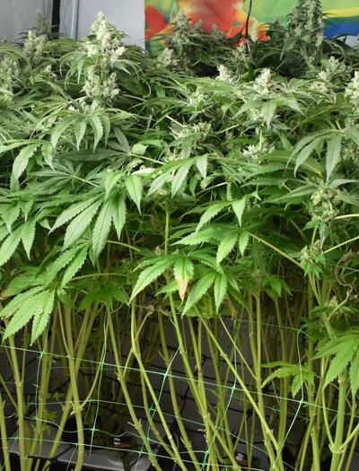 El consumo de agua es mayor en el cultivo hidropónico de marihuana