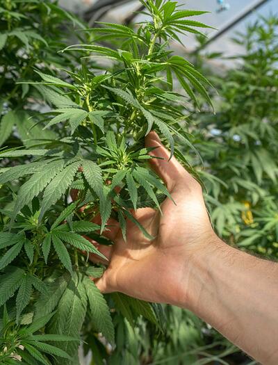 CBD: spettro completo o isolato? Una guida per orientarsi nel mondo della cannabis