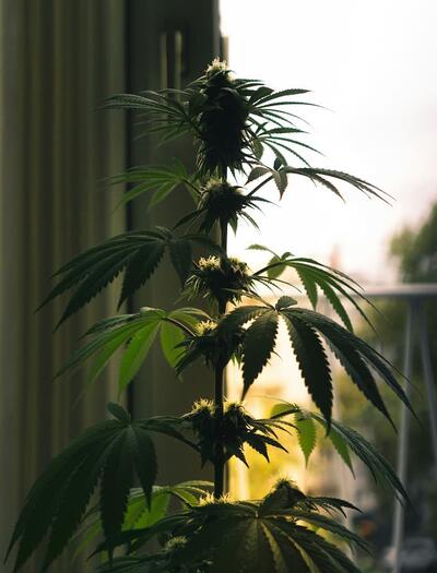 Cultivo doméstico de marihuana