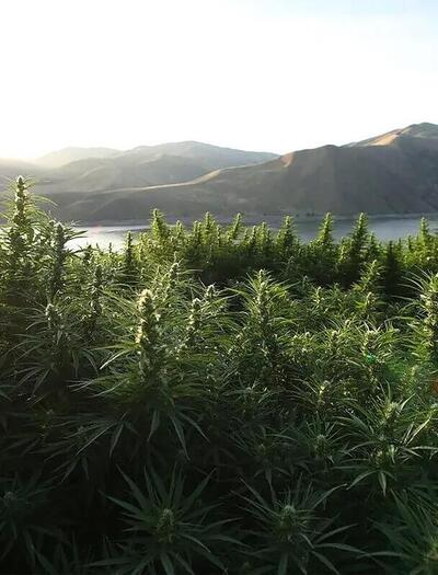 difference between hemp and marijuana plants.