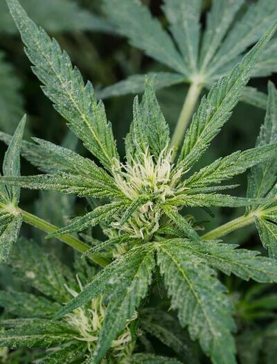 Dust in your grow room isn’t just a mess—it’s a threat to plant health and light efficiency. Learn how to manage air quality and protect your cannabis resin.