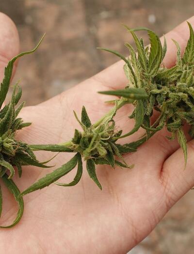 2026: Fracasaron autocultivo y clubes de cannabis en Ecuador.