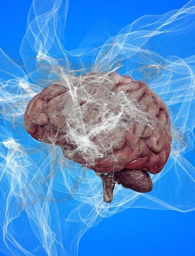 Learn more about the human endocannabinoid system, which consists of cannabis receptors in the brain and immune system, and cannabinoid releases produced by the body itself. 