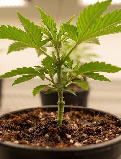 planta de cannabis