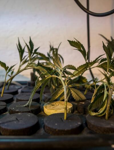 Esquejes de cannabis seleccionados para el proceso de propagación vegetativa en condiciones controladas.