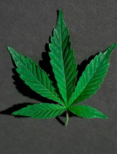 El descubrimiento de los flavoalcaloides de la marihuana.