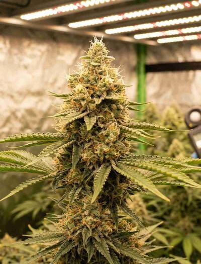 Learn everything about the flowering stage of cannabis! Hone your skills for lighting, temperatures, stretching, and how to prevent mold for a massive harvest. 