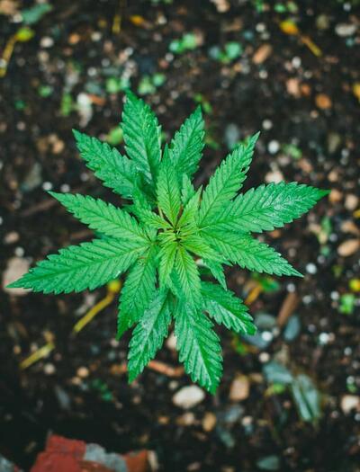 Master the start of the 2026 outdoor season. See preferred germination methods, spring frost timing, and how to protect seedlings for a massive autumn harvest. 