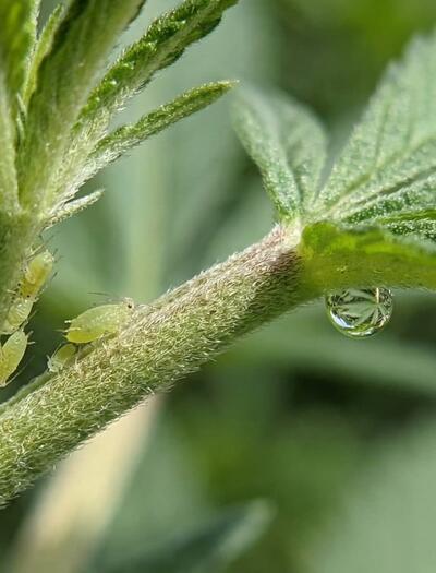 Primer plano macro de una colonia de pulgones verdes y mielato sobre una hoja de cannabis.