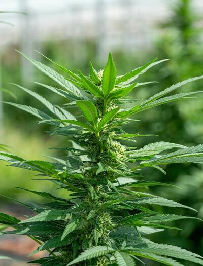 Learn how spring soil amendments like living soil, chitin, beneficial microbes and minerals can trigger systemic pest resistance response in cannabis plants. 