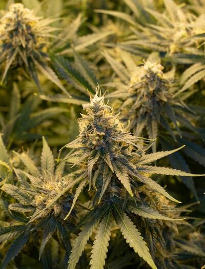 Learn how to calculate actual cannabis yield, estimate dry weight from fresh harvest, and track your indoor or outdoor garden's performance over time.