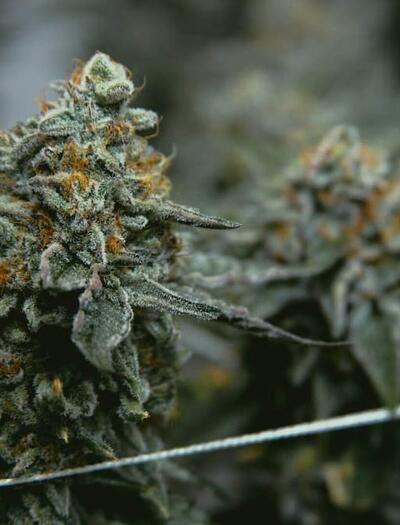 Master the art of cannabis cloning. Learn how to take clean cuttings from a mother plant, use rooting hormones, and care for clones for genetic consistency.