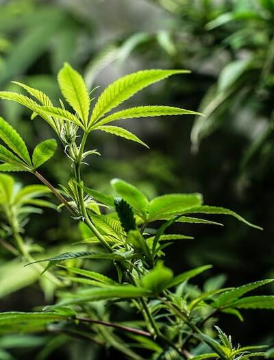 an image of indoor cannabis plant in its vegetation phase making its way toward the source of light. 