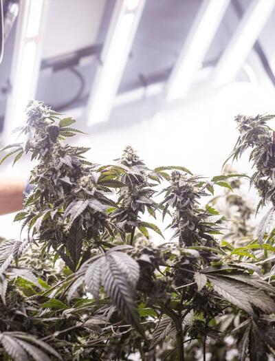 how to grow Gorilla Glue 4 cannabis strain