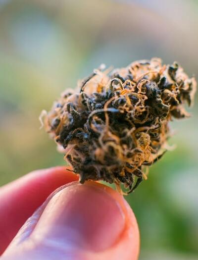 how to grow Runtz cannabis strain
