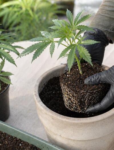 Young cannabis plant being transplanted into a larger pot with visible root ball and fresh soil