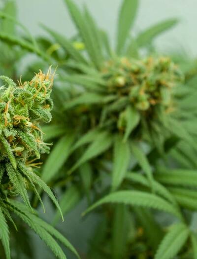 Prepare for cannabis harvest season with essential advice on environmental controls, trichome inspection, and drying setup to protect your crop.