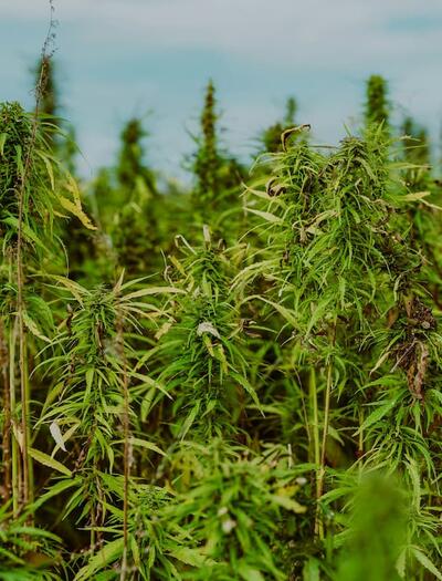 Read more on how to protect your hemp harvest during transport by managing moisture, preventing crop damage, and carrying required legal documentation.
